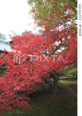 京都観光 13249394