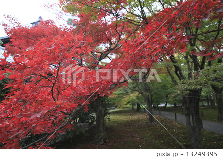 京都観光 13249395