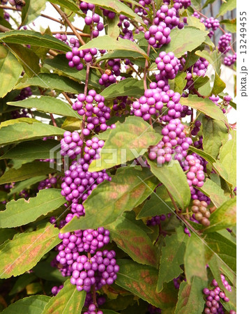 紫色の果実がまるで宝石のように美しかったムラサキシキブ。 13249455