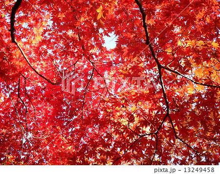 晩秋を彩る楓の紅葉の美しさ格別で、は人の心を酔わせる。 13249458