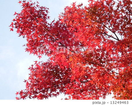 晩秋を彩る楓の紅葉の美しさ格別で、は人の心を酔わせる。 13249463