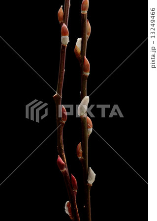 赤芽柳 赤芽柳 13249466