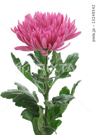 紫色の菊の花 紫色の菊の花 13249542