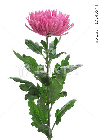 紫色の菊の花 紫色の菊の花 13249544