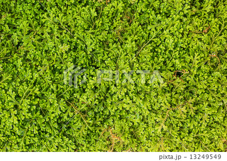Spike moss pattern Spike moss pattern 13249549
