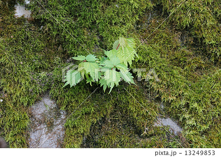 苔むした崖のアカソ 13249853