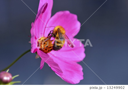 トラマルハナバチ（虎丸花蜂） 13249902