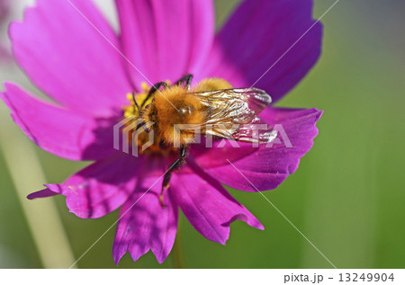 トラマルハナバチ(虎丸花蜂) トラマルハナバチ(虎丸花蜂) 13249904