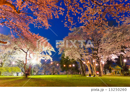 城山公園の夜桜 城山公園の夜桜 13250260