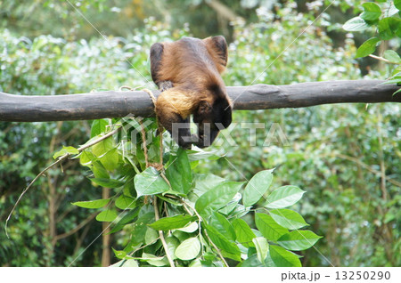 フサオマキザル 13250290