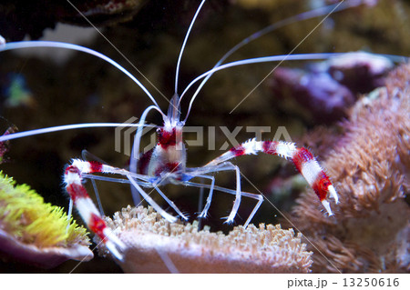 オトヒメエビ 13250616