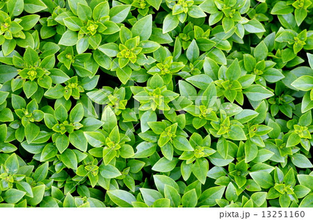 ブッシュバジル ブッシュバジル 13251160