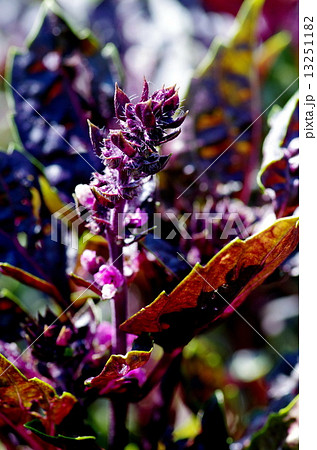 ダークオパールバジル 13251182