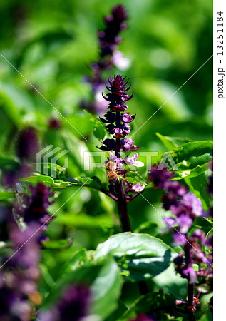 ダークオパールバジル ダークオパールバジル 13251184