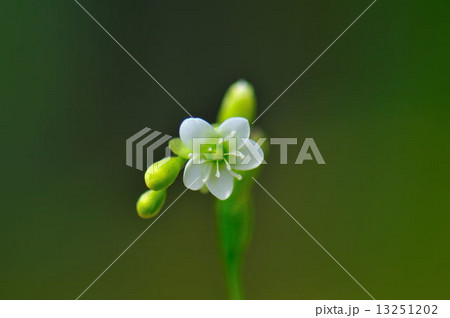 モウセンゴケの花 モウセンゴケの花 13251202