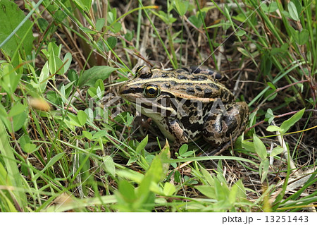 生き物 両生類 トウキョウダルマガエル、トノサマガエルとともに水辺のカエルの代表格。でもめっきり少なくなりました 生き物 両生類 トウキョウダルマガエル、トノサマガエルとともに水辺のカエルの代表格。でもめっきり少なくなりました 13251443