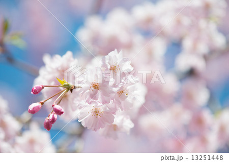 桜 13251448