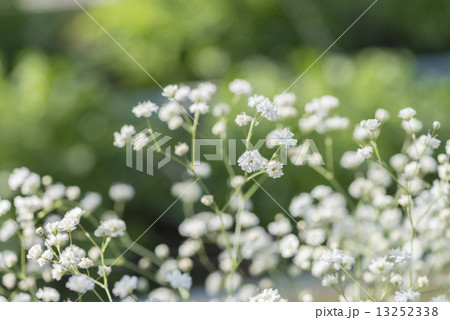 かすみ草の花 の写真素材