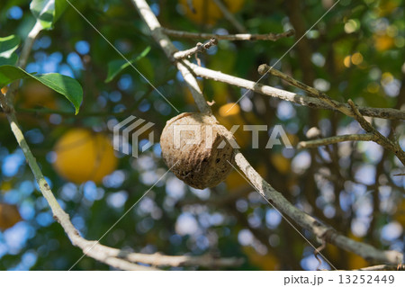 柚子の木に産みつけられたカマキリの卵3 柚子の木に産みつけられたカマキリの卵3 13252449