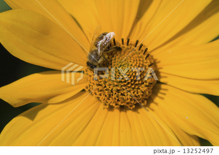 Bee feeding on yellow flower 13252497