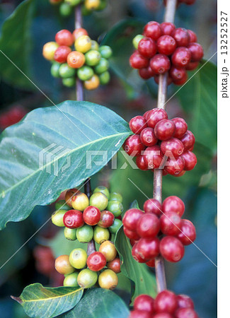 LATIN AMERICA GUATEMALA COFFEE 13252527