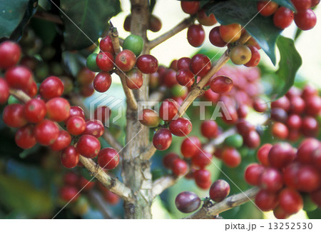 LATIN AMERICA GUATEMALA COFFEE 13252530