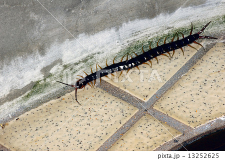 トビズムカデ トビズムカデ 13252625