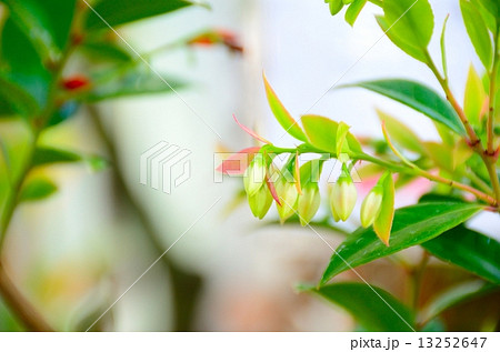 絶滅危惧植物　ムニンシャシャンボ　絶滅危惧II類(VU) 13252647