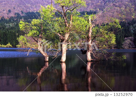北竜湖の春 北竜湖の春 13252970