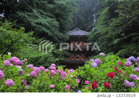 岩船寺 紫陽花と三重塔 岩船寺 紫陽花と三重塔 13253019