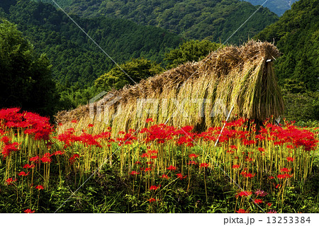 田んぼの曼珠沙華 13253384