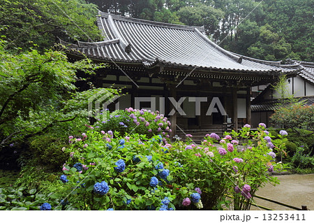 岩船寺　紫陽花と本堂 13253411