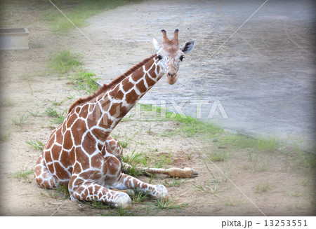 giraffe 13253551
