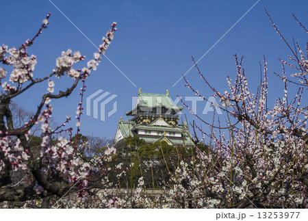 大阪城　梅園 13253977