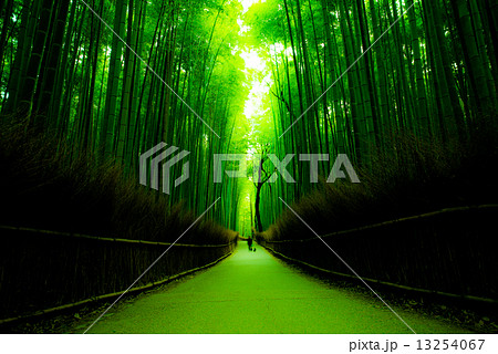 竹林 13254067