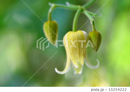 ビロードボタンヅル  13254222