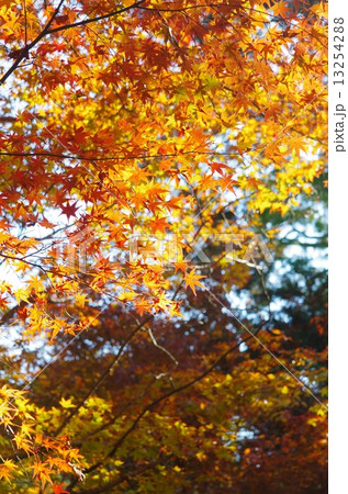 もみじの季節！ 13254288