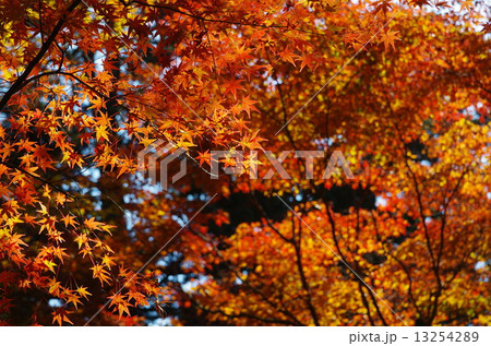 もみじの季節！ 13254289