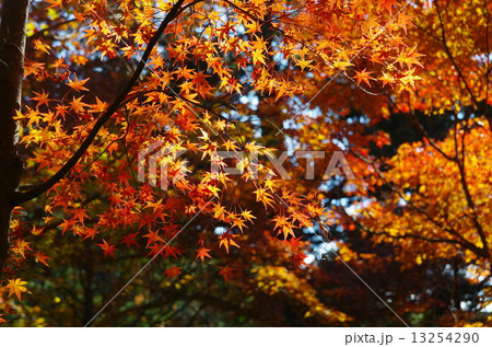 もみじの季節！ 13254290