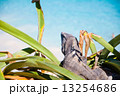 ビーチでイグアナ１ 13254686