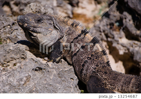 イグアナ１ 13254687
