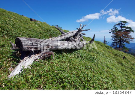 大台ケ原の倒木 大台ケ原の倒木 13254847