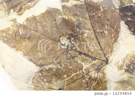 化石　フウ属の葉 13254854
