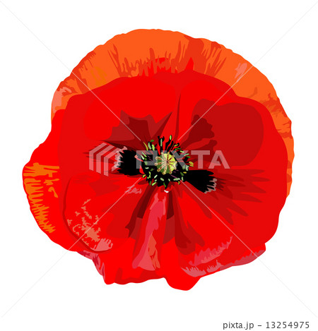 Poppy red Poppy red 13254975