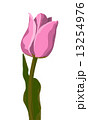 Tulip pink vector 13254976