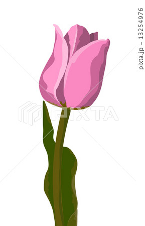Tulip pink vector Tulip pink vector 13254976