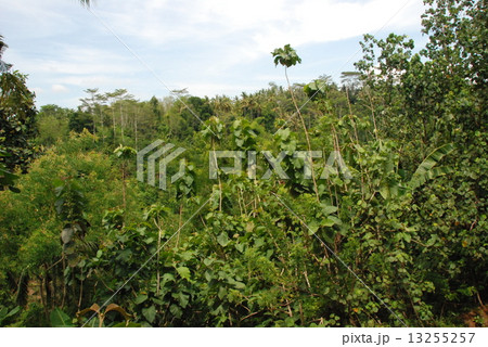 熱帯のジャングル（バリ島／インドネシア） 13255257