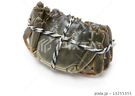 活け上海蟹(雌) 13255355