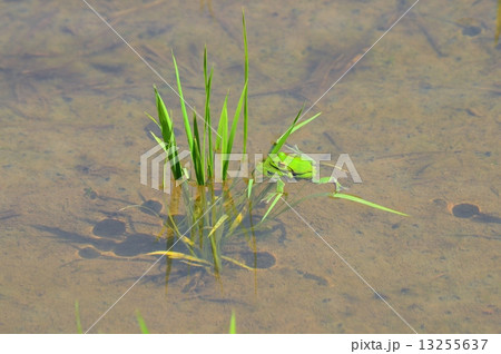 田んぼの早苗と蛙のペア 田んぼの早苗と蛙のペア 13255637