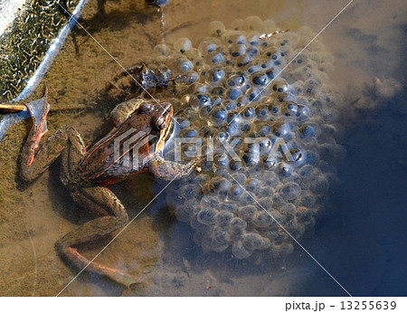 ヤマアカガエルと卵塊の写真素材